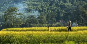 Pu Luong in the ripe rice season 