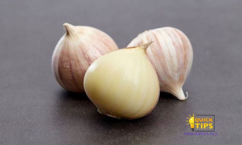 Why Garlic Can Help Reduce Toothache