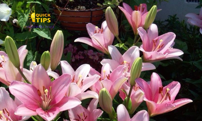 Tricks to Keeping Lilies Fresh for a Long Time