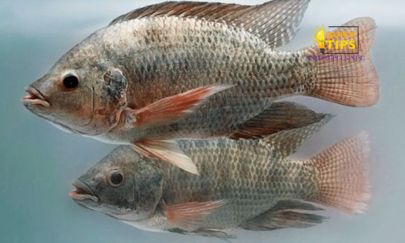 Best Locations for Tilapia Fishing