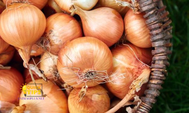 Understanding Onion Storage Needs