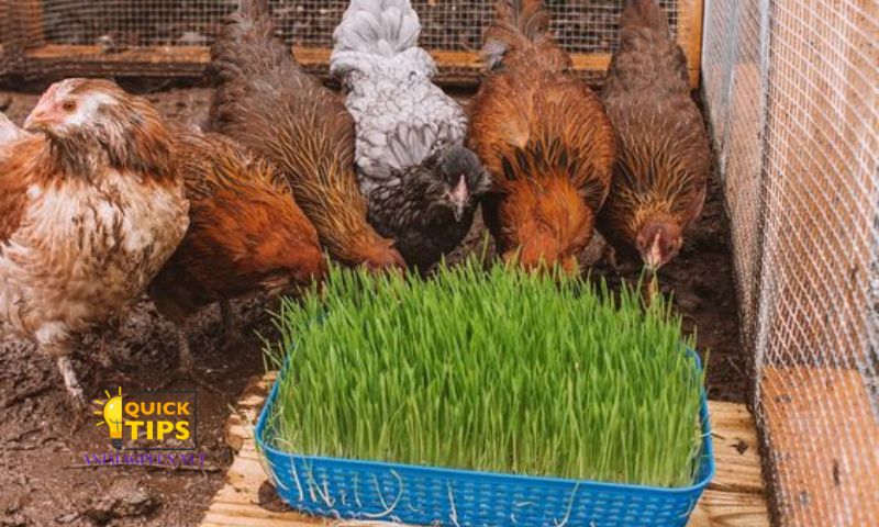 Factors Affecting Chicken Growth
