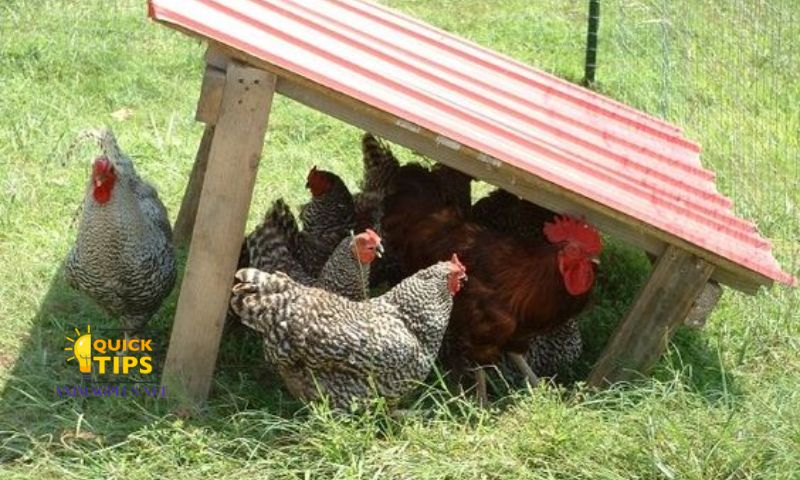 Tips for Raising Chickens to Grow Quickly